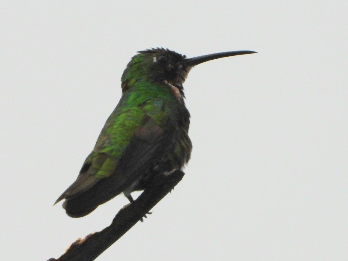 Green-breasted Mango - ML645114077
