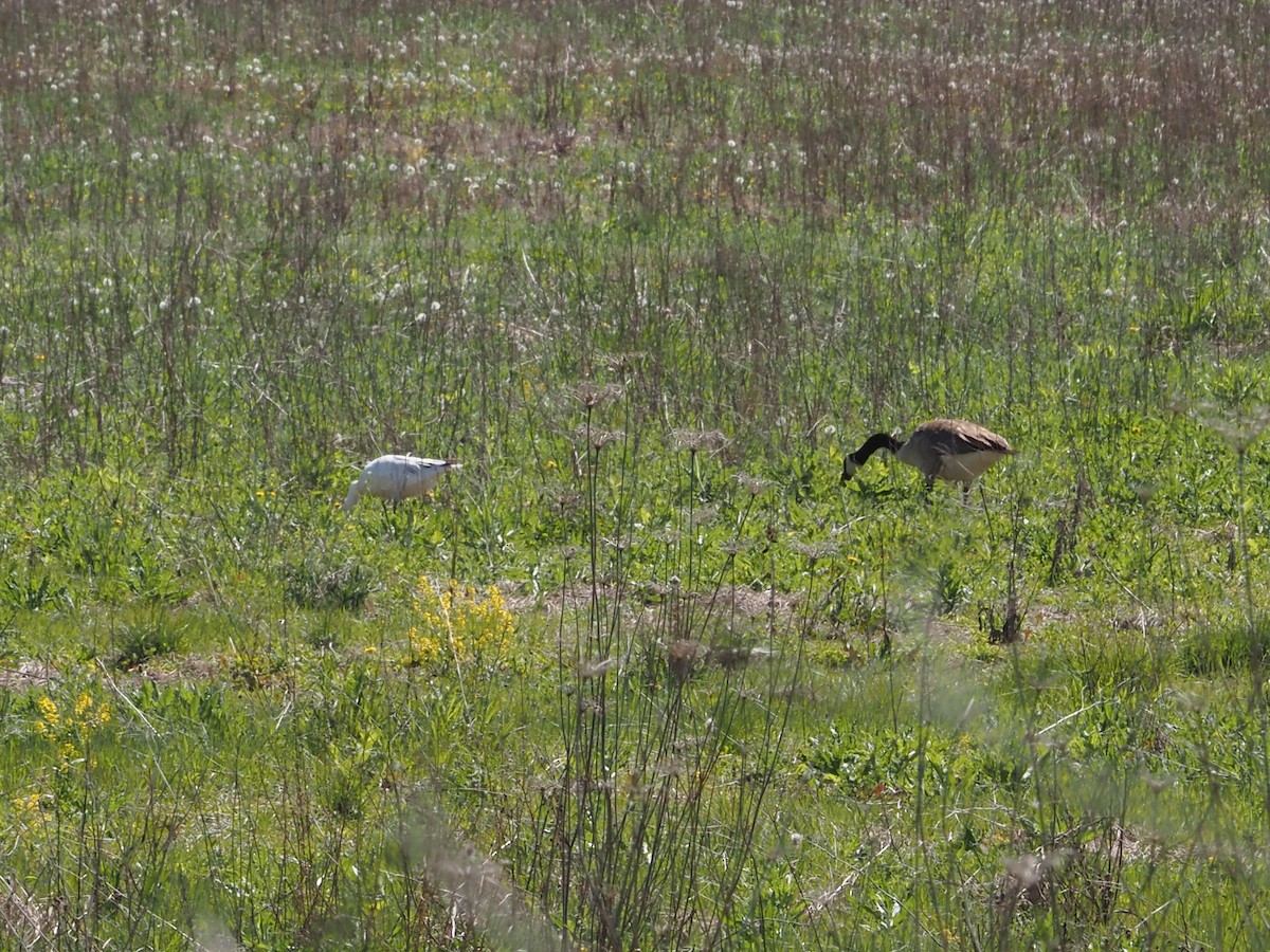 berneška velká - ML645114091