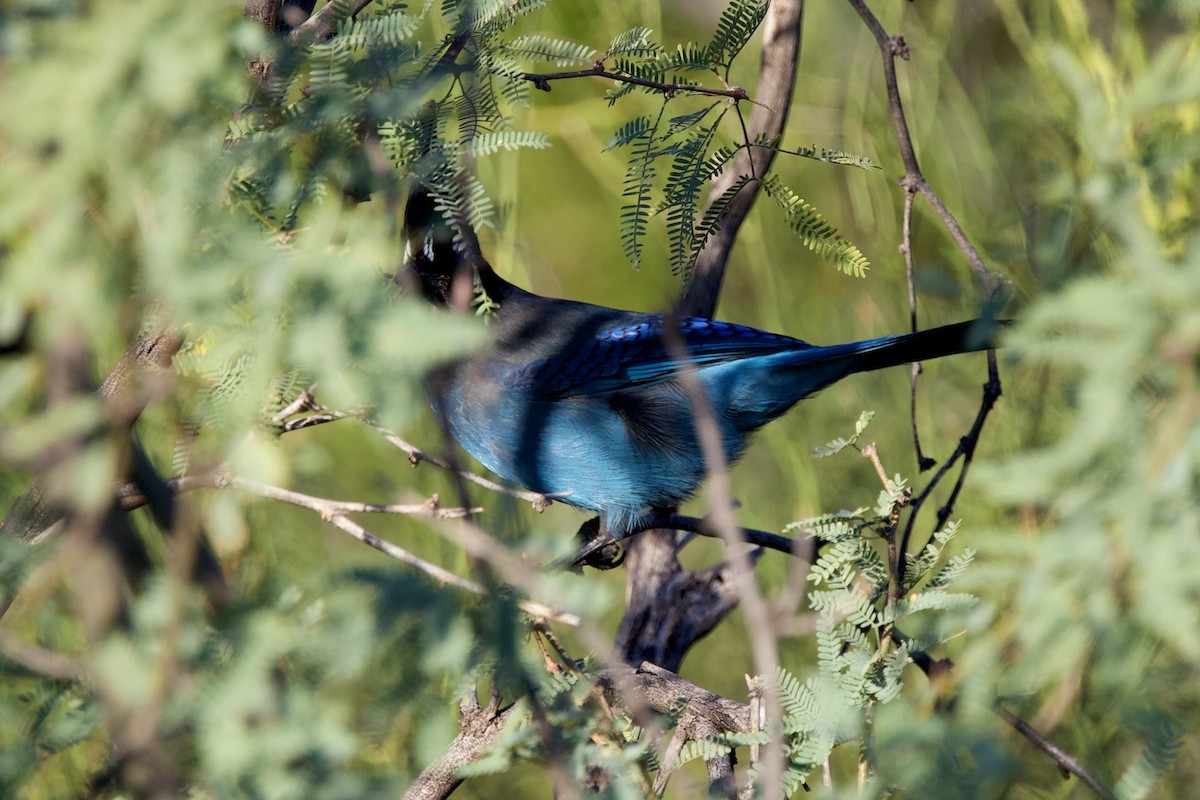 Стеллерова сойка - ML645114092