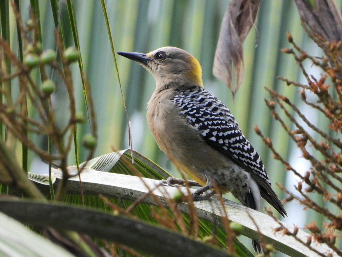 Hoffmann's Woodpecker - ML645114098