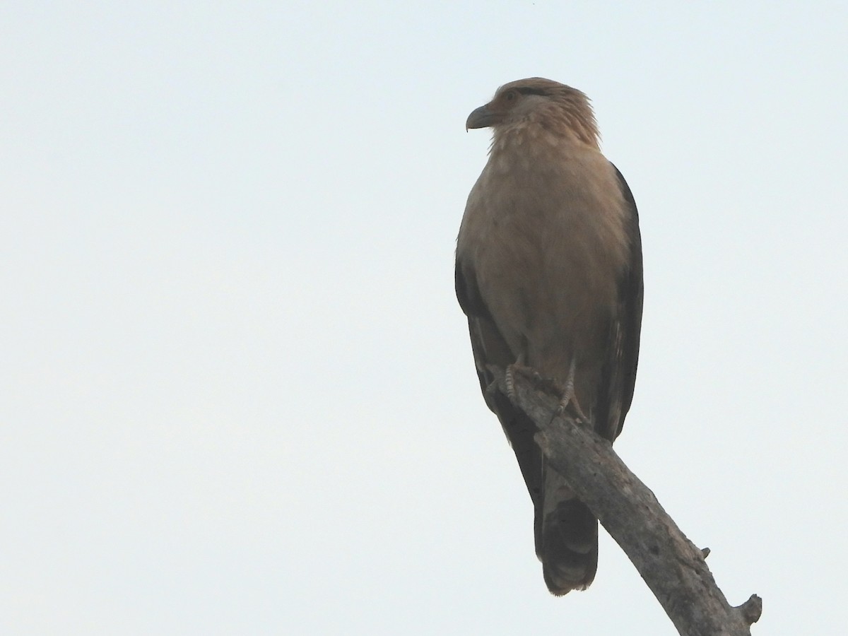 Yellow-headed Caracara - ML645114108