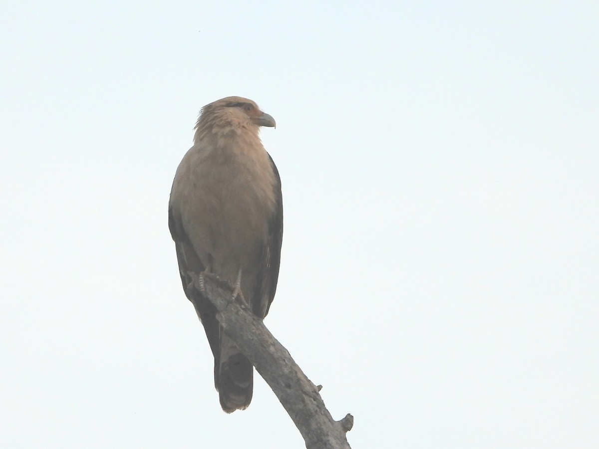 Yellow-headed Caracara - ML645114109