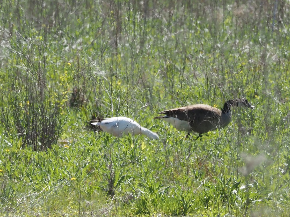 berneška velká - ML645114110