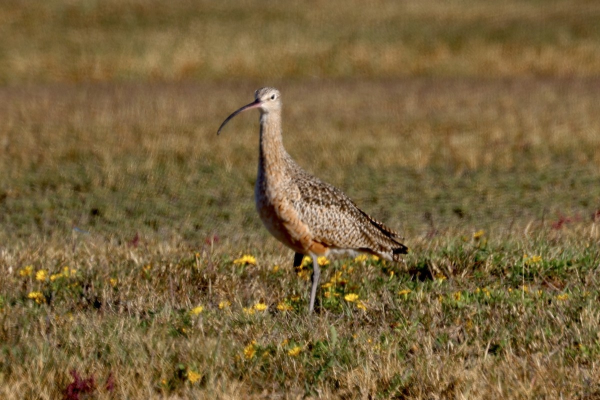 Long-billed Curlew - ML645114112