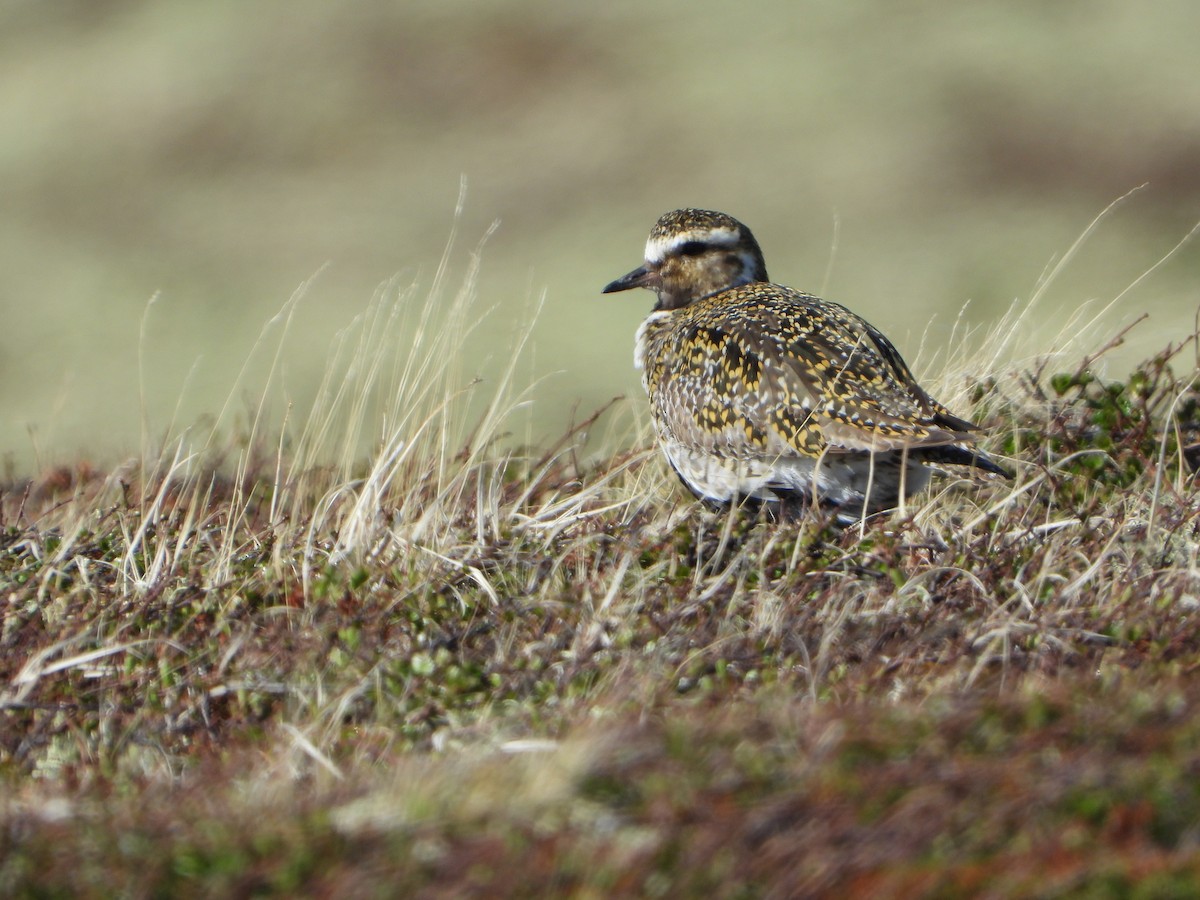 European Golden-Plover - ML645114119