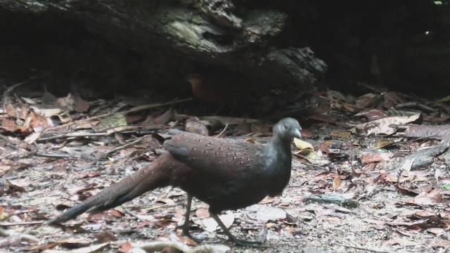 Mountain Peacock-Pheasant - ML645114120