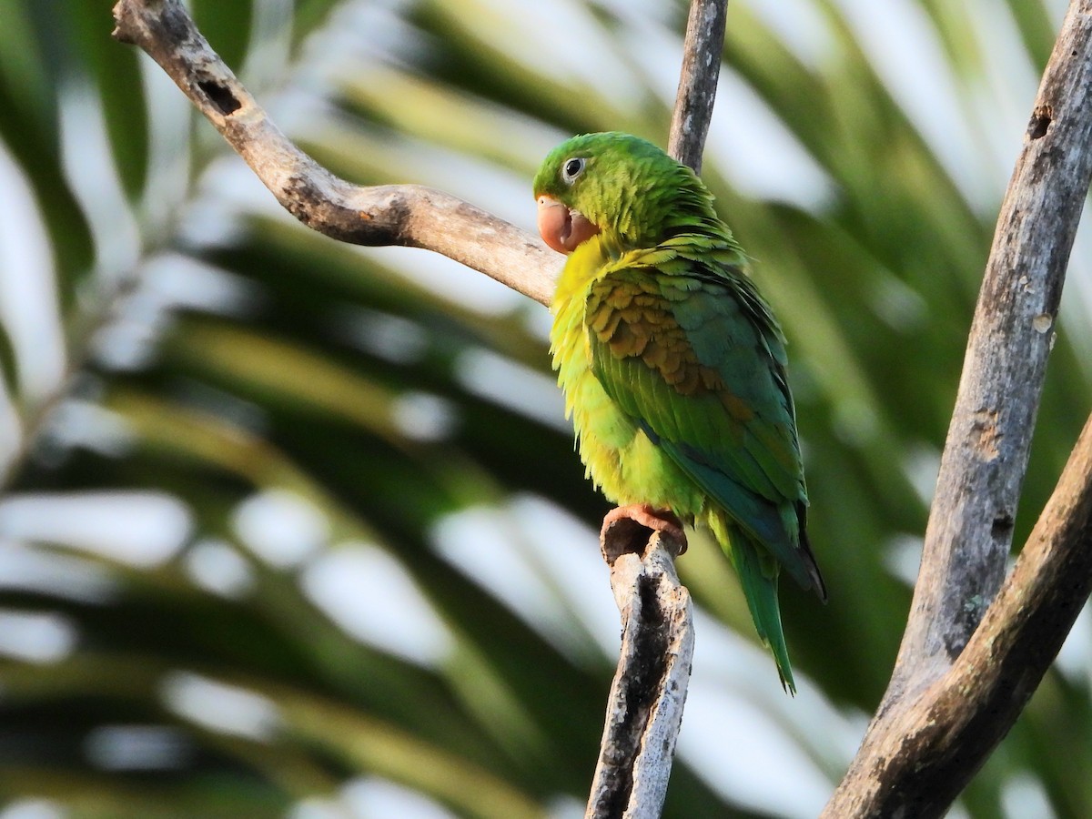 Orange-chinned Parakeet - ML645114121