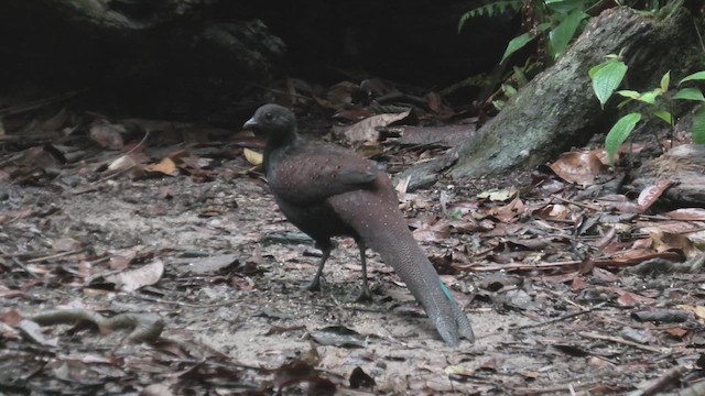 Mountain Peacock-Pheasant - ML645114123
