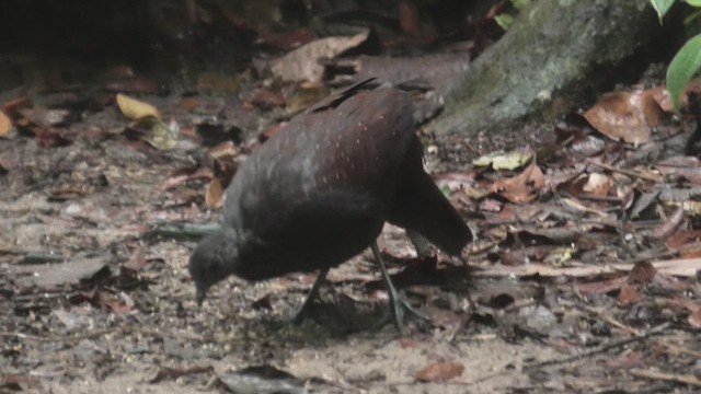 Mountain Peacock-Pheasant - ML645114124