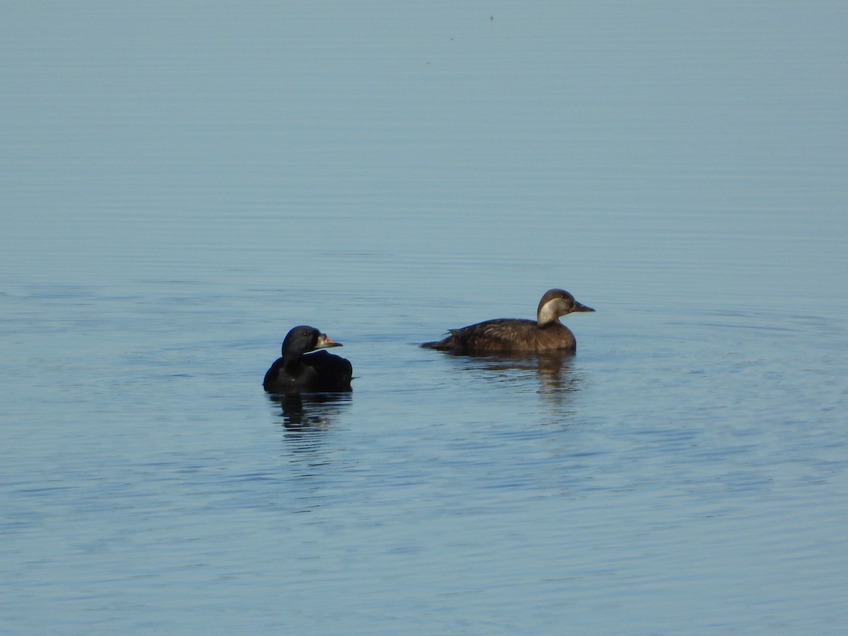 turpan černý - ML645114129