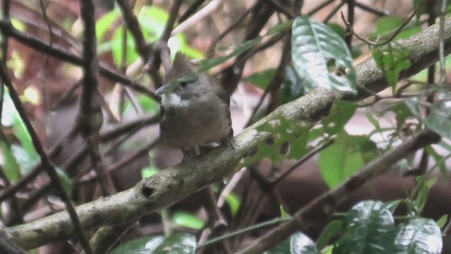 Ochraceous Bulbul - ML645114131