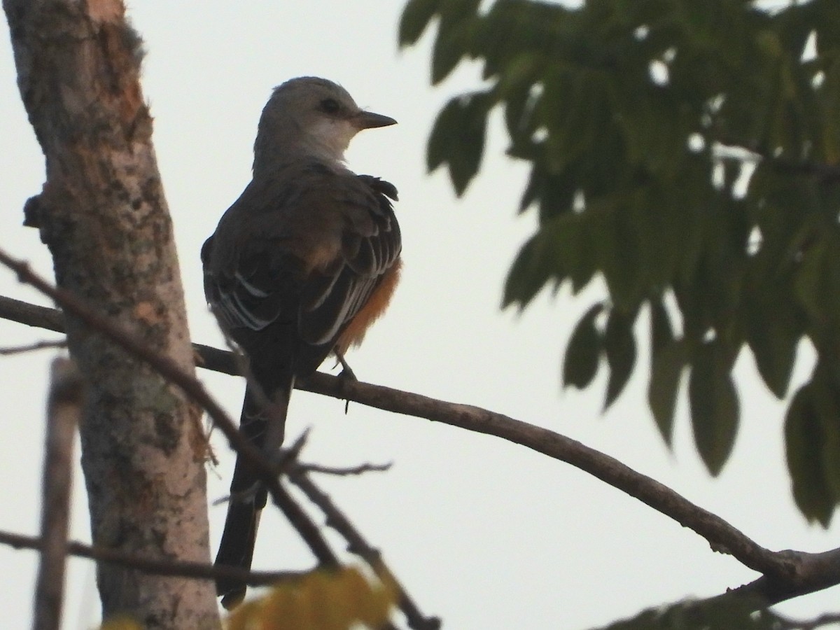 Scissor-tailed Flycatcher - ML645114137