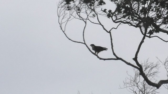 Rufous-bellied Eagle - ML645114142