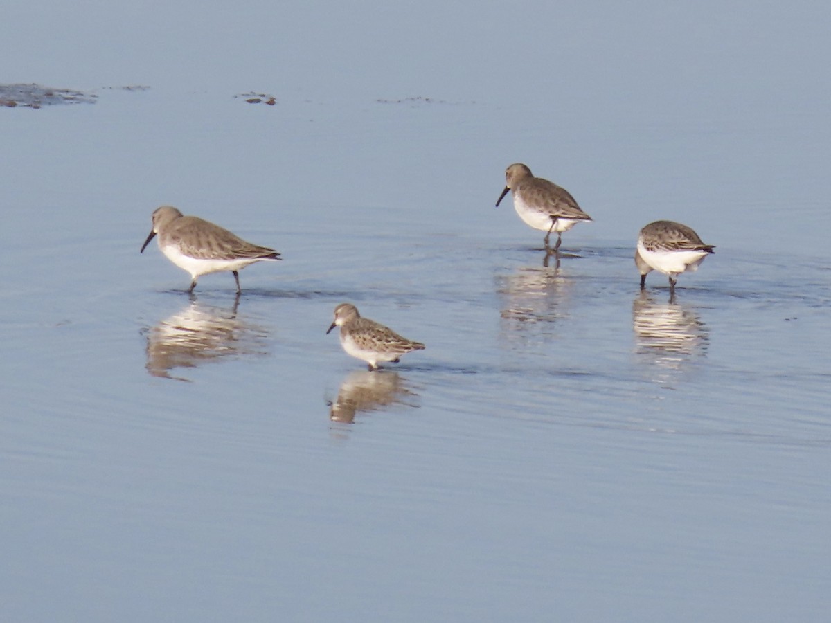 Little Stint - ML645114150