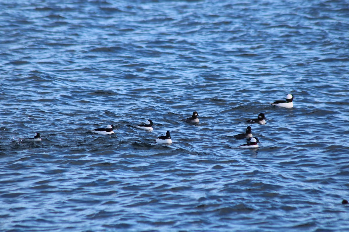 Bufflehead - ML645114154