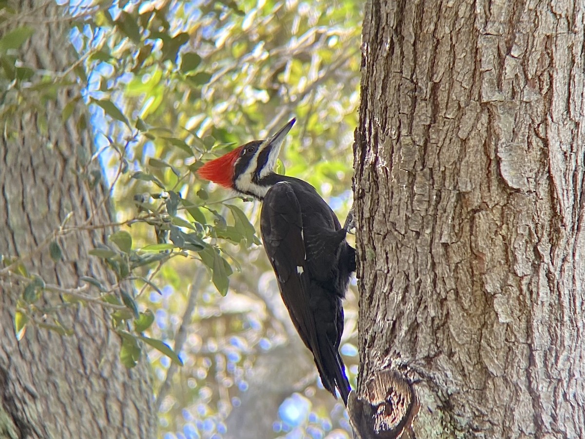 Pileated Woodpecker - ML645114160