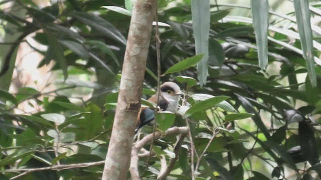 Silver-breasted Broadbill - ML645114174