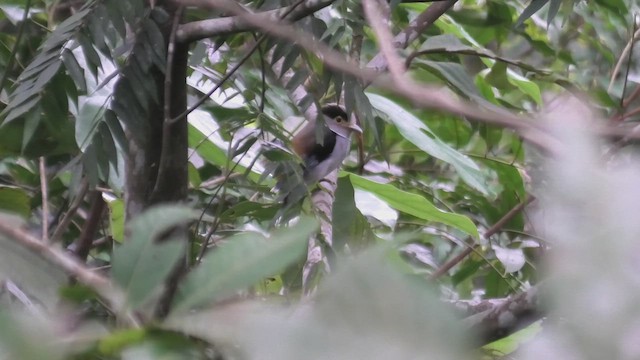 Silver-breasted Broadbill - ML645114175