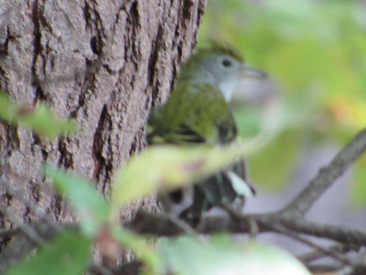 Chestnut-sided Warbler - ML645114180