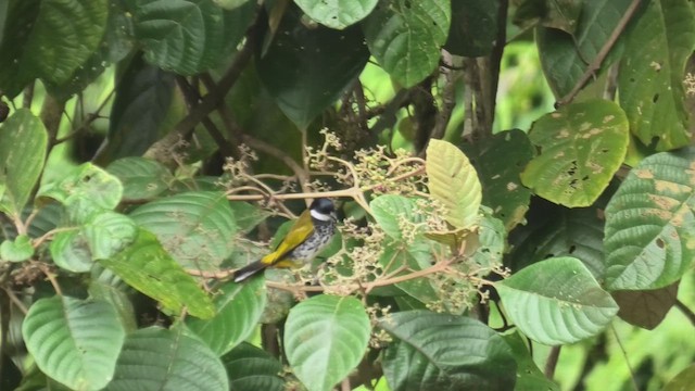 Scaly-breasted Bulbul - ML645114190