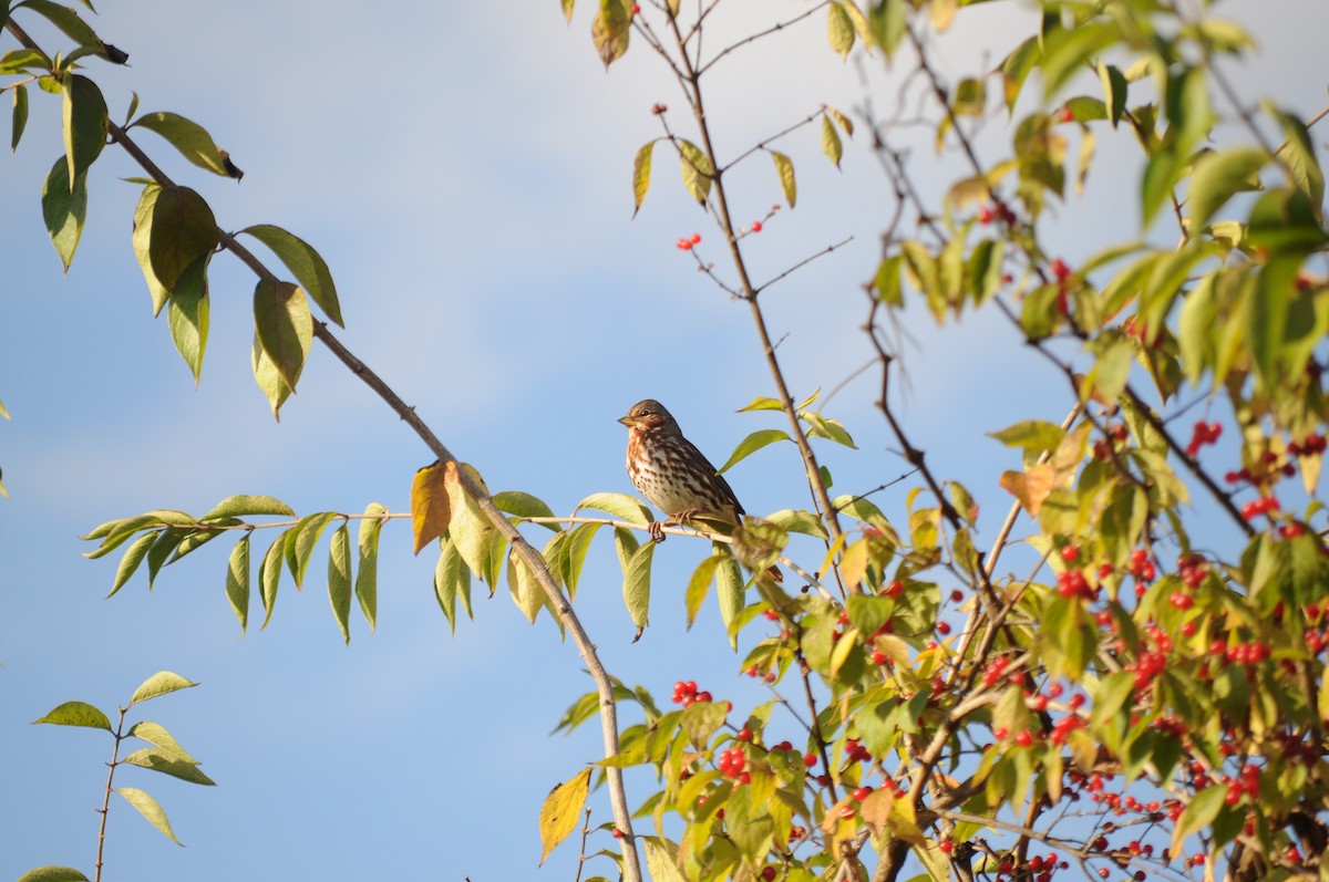 Fox Sparrow - ML645114191