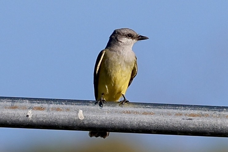 Western Kingbird - ML645114198