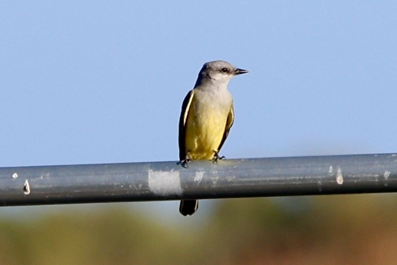 Western Kingbird - ML645114199