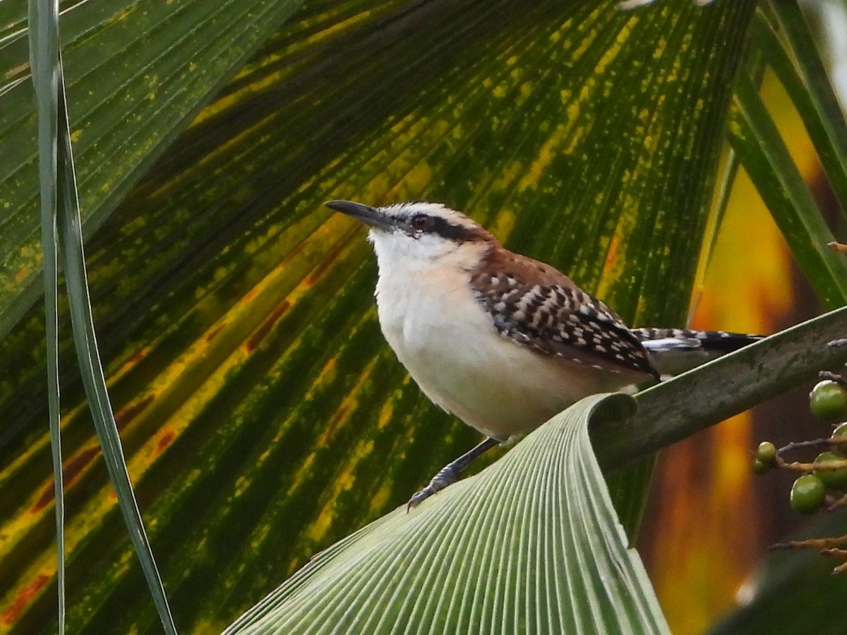 Rufous-backed Wren - ML645114222