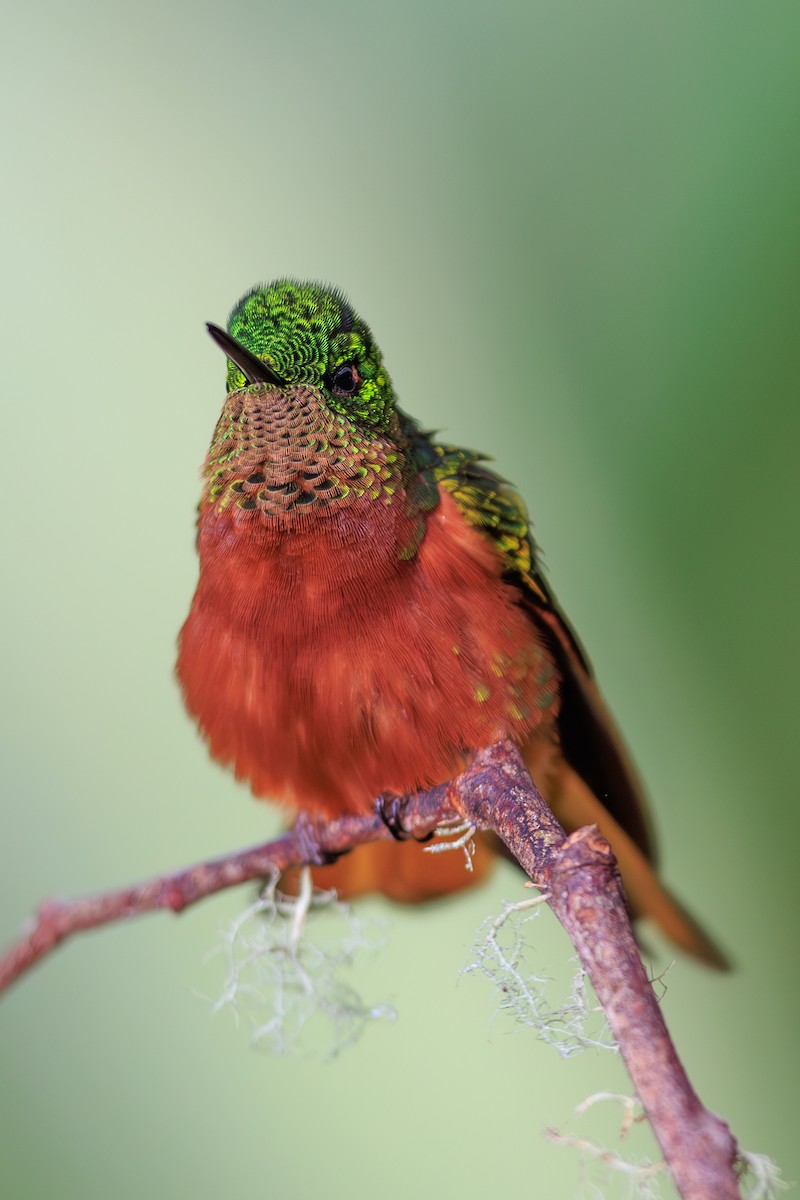 Chestnut-breasted Coronet - ML645114230
