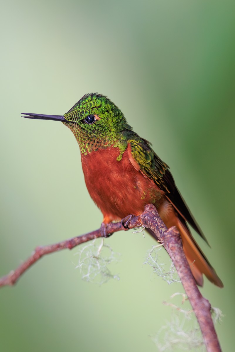 Chestnut-breasted Coronet - ML645114231