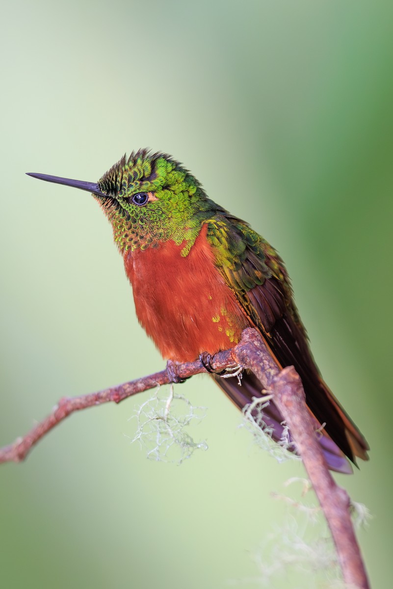 Chestnut-breasted Coronet - ML645114232
