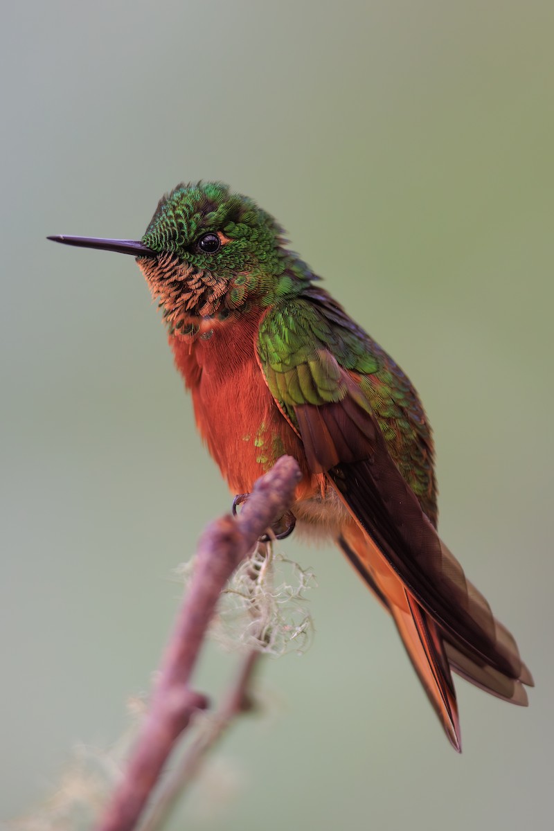 Chestnut-breasted Coronet - ML645114233