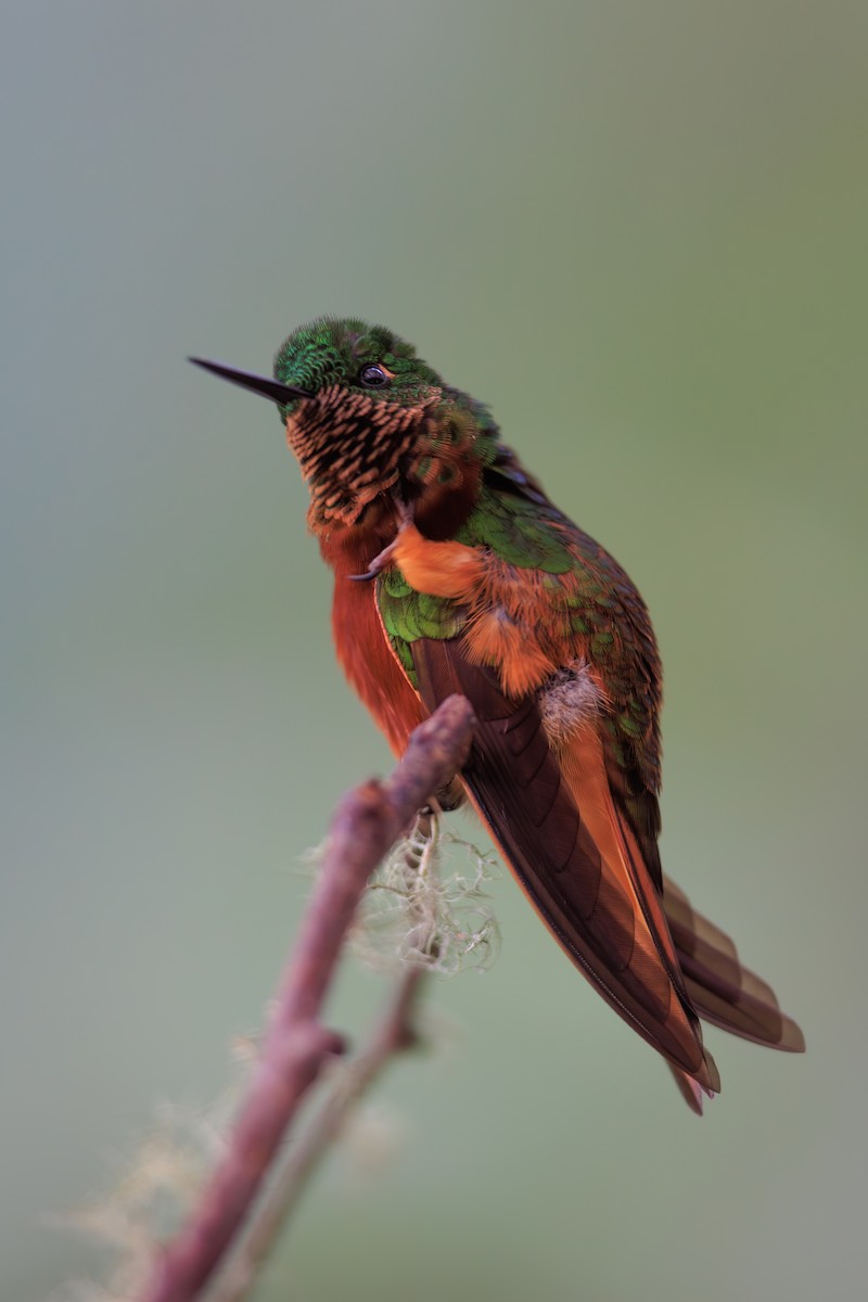 Chestnut-breasted Coronet - ML645114234