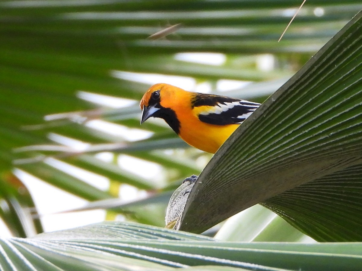 Streak-backed Oriole - ML645114263