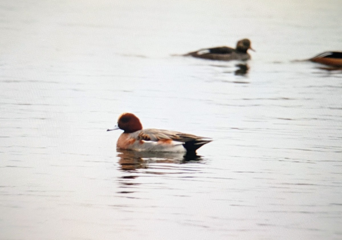 Eurasian Wigeon - ML645114285