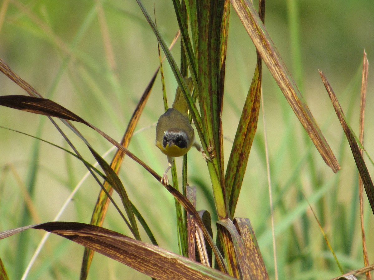 Common Yellowthroat - ML645114294