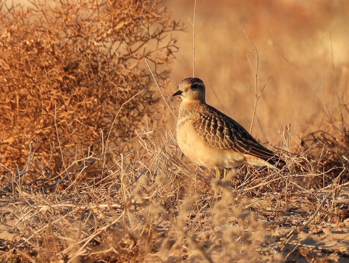 Eurasian Dotterel - ML645114295