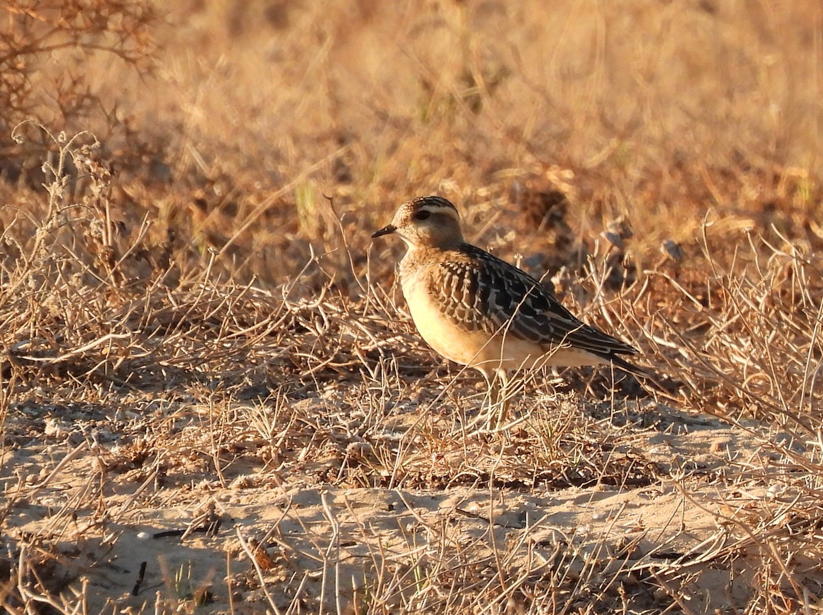 Eurasian Dotterel - ML645114296