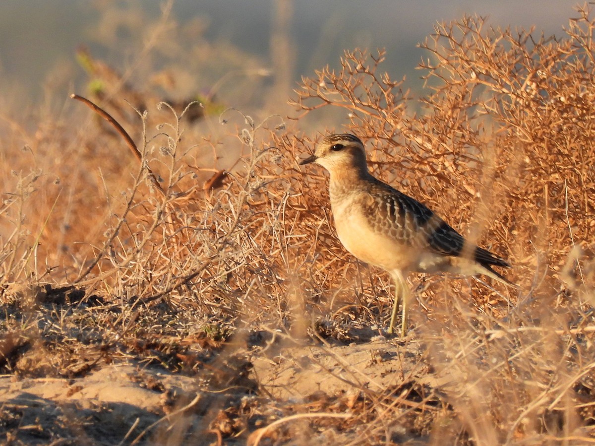 Eurasian Dotterel - ML645114297