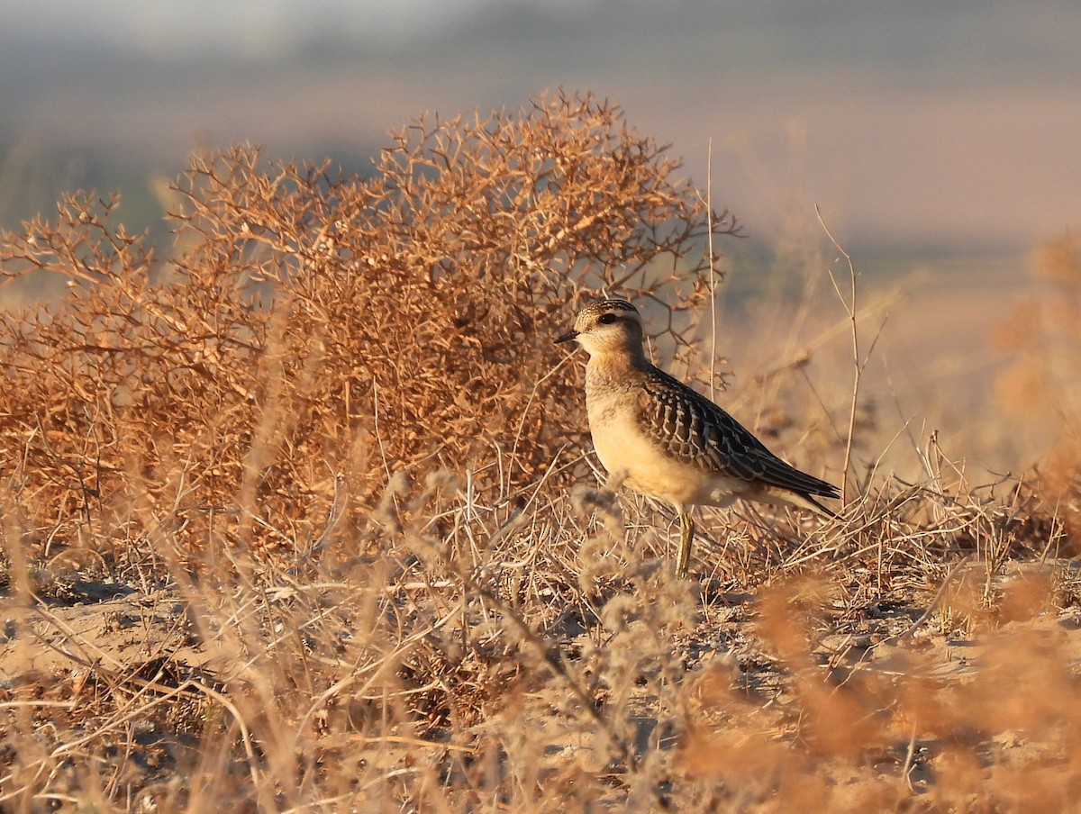 Eurasian Dotterel - ML645114298