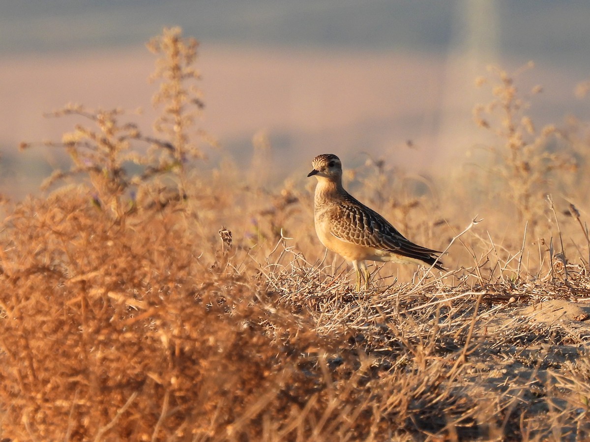 Eurasian Dotterel - ML645114299