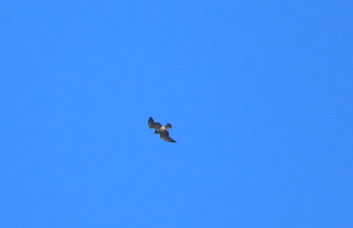 タカ科 - ML645114300