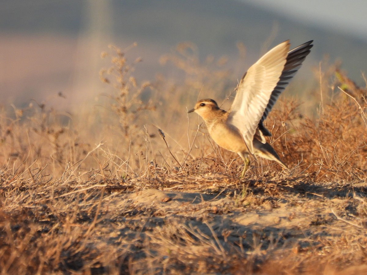 Eurasian Dotterel - ML645114301
