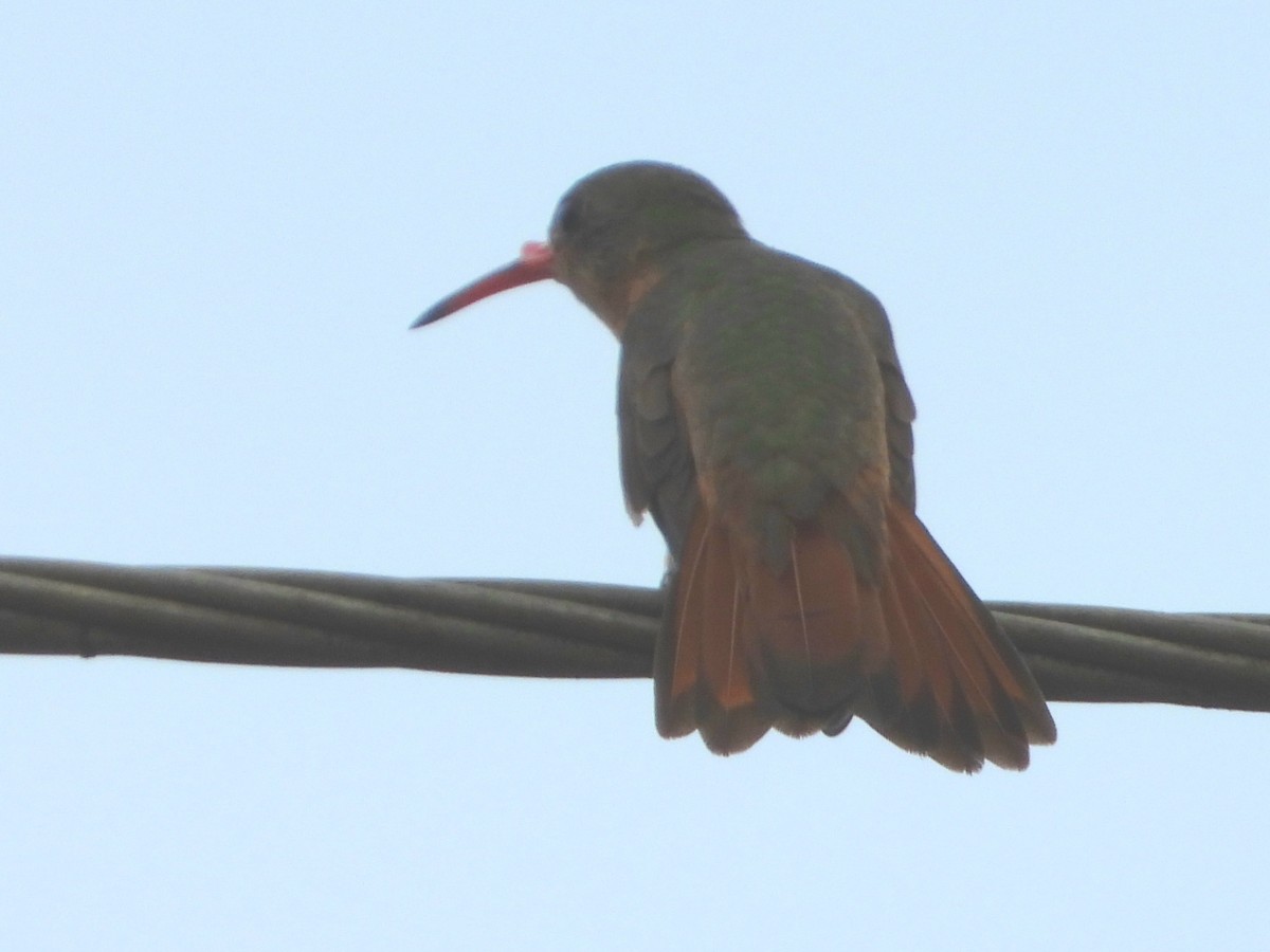 Cinnamon Hummingbird - ML645114302