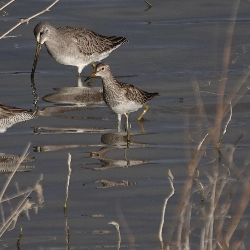 Pectoral Sandpiper - ML645114309
