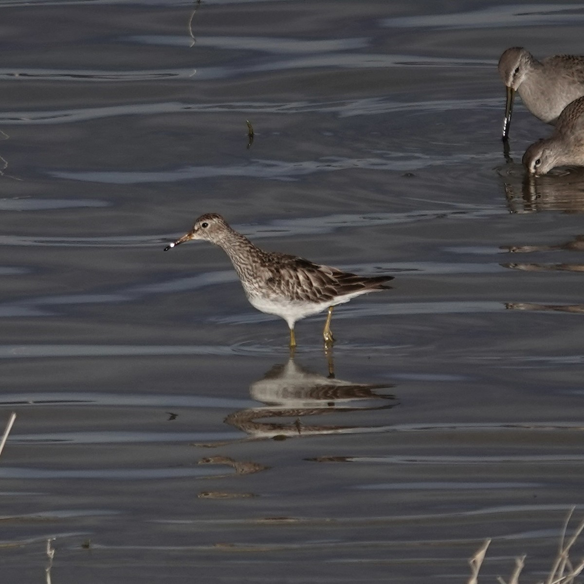Pectoral Sandpiper - ML645114310