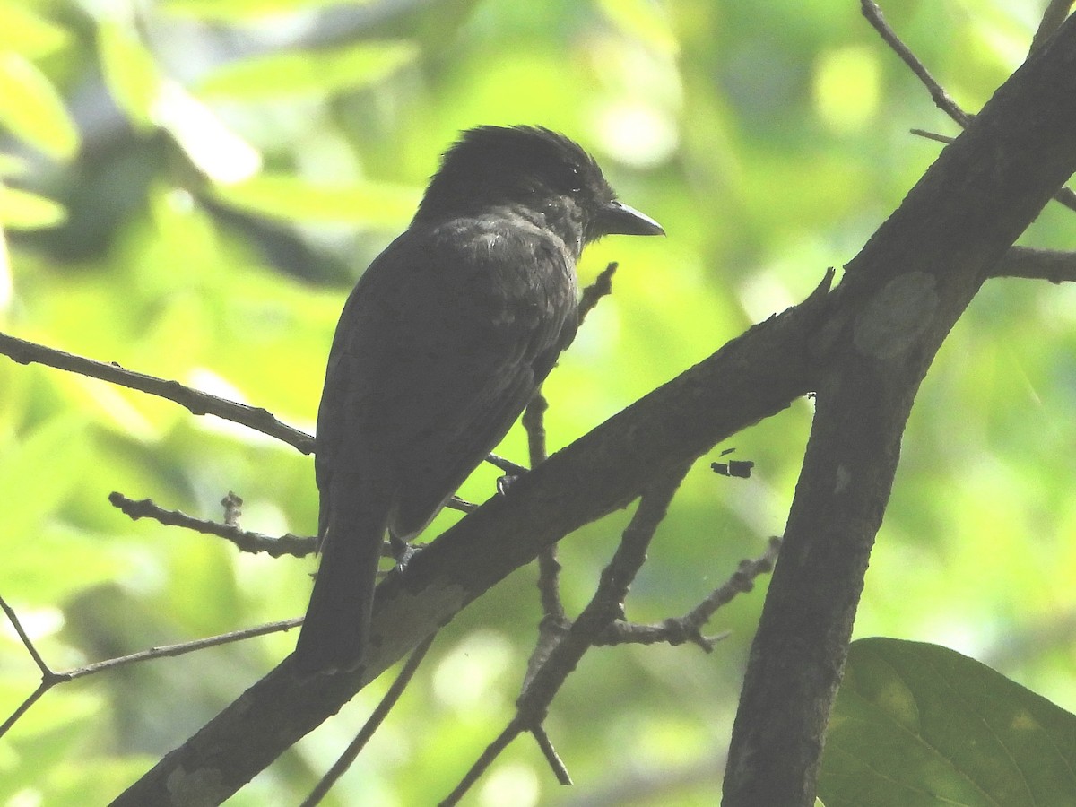 Rose-throated Becard - ML645114311