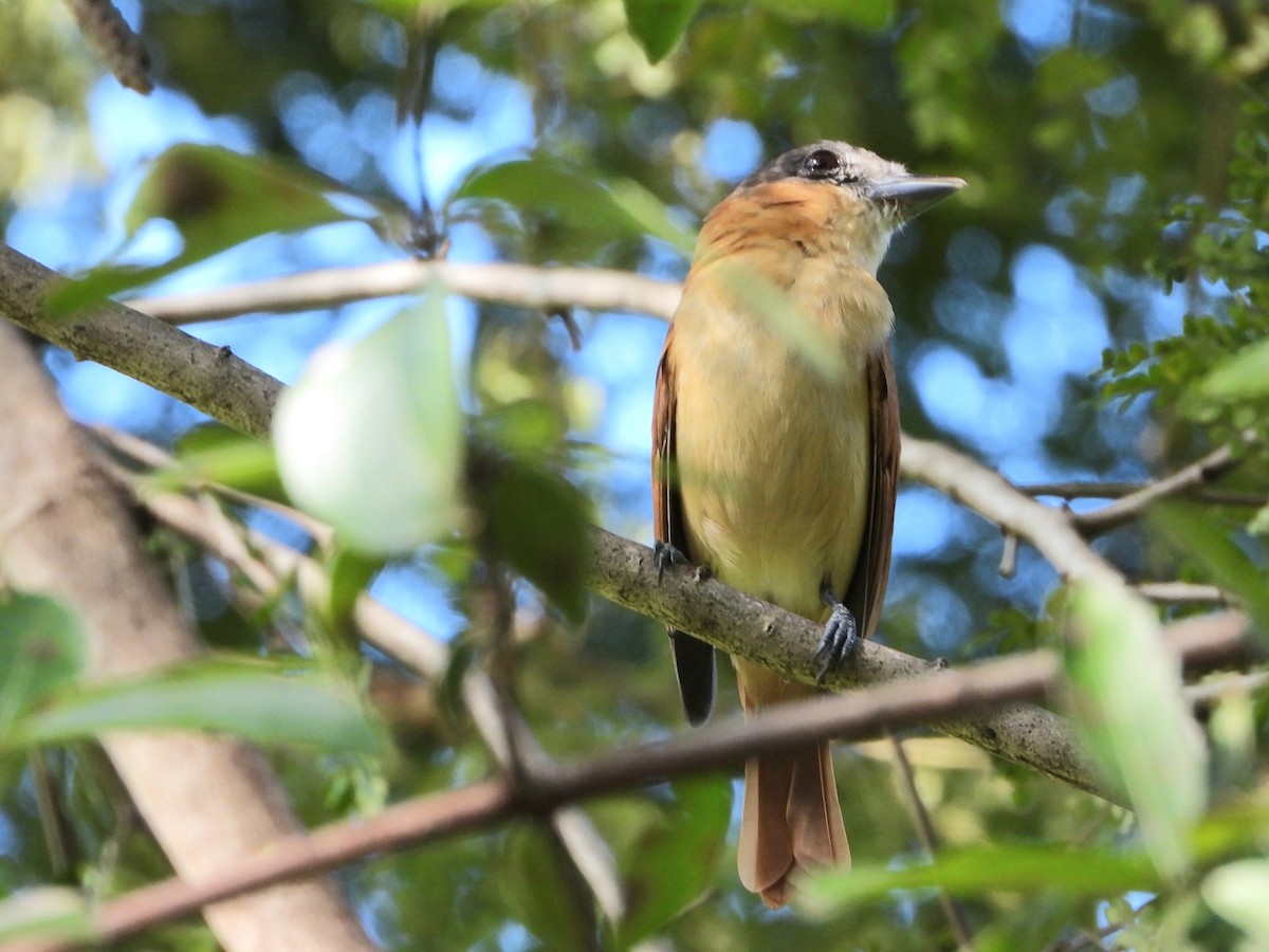 Rose-throated Becard - ML645114312