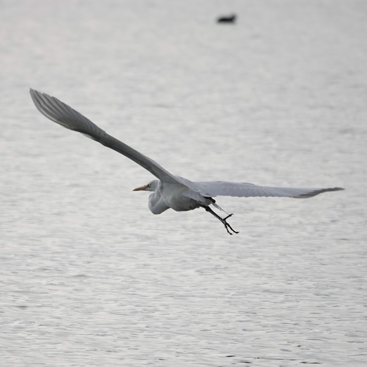 Great Egret - ML645114318