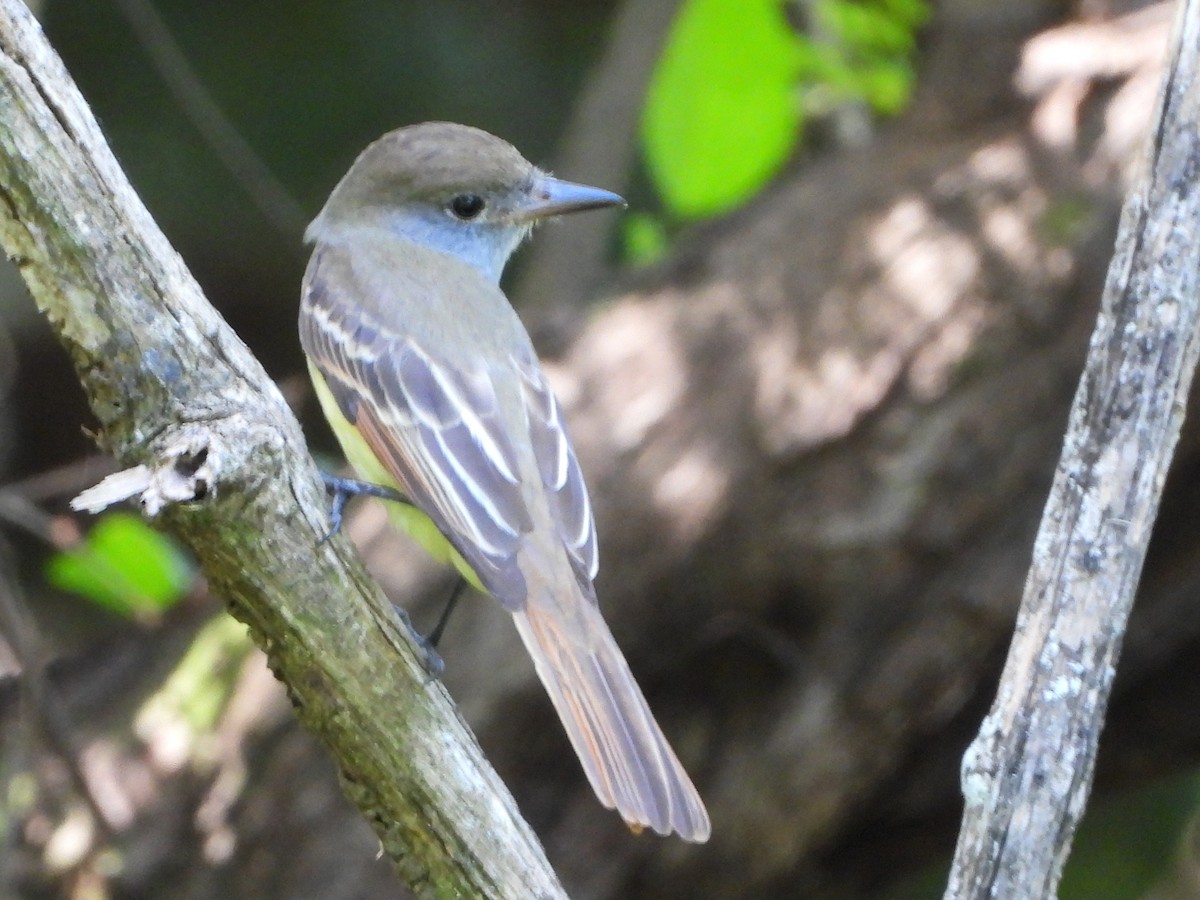 Great Crested Flycatcher - ML645114322
